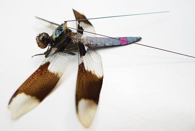 A backpack on a dragonfly