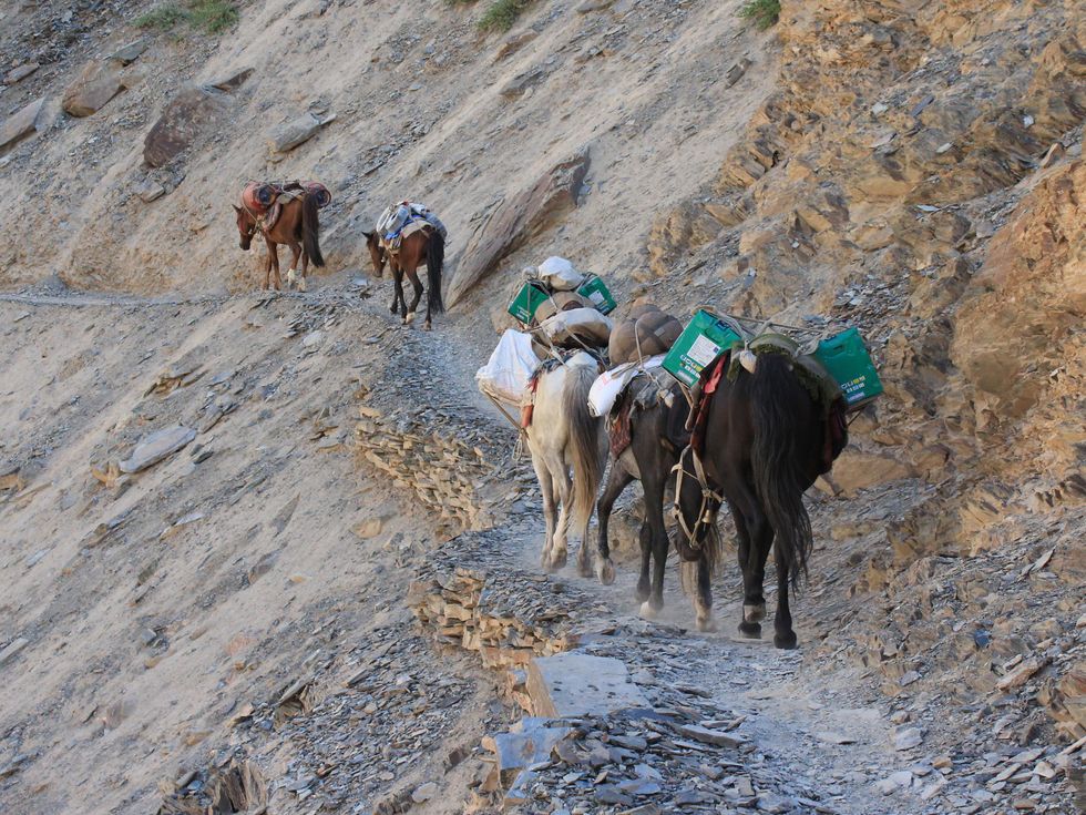 Donkeys carrying packs walk along a narrow mountain road