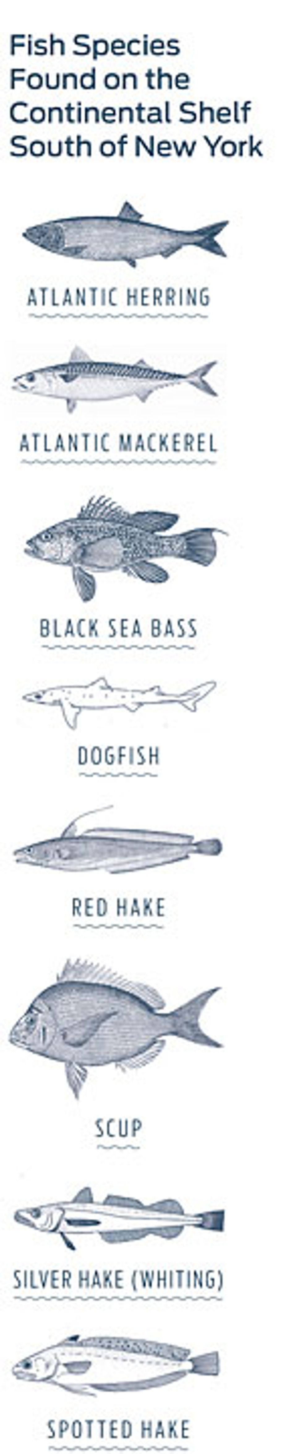 fish species illustration