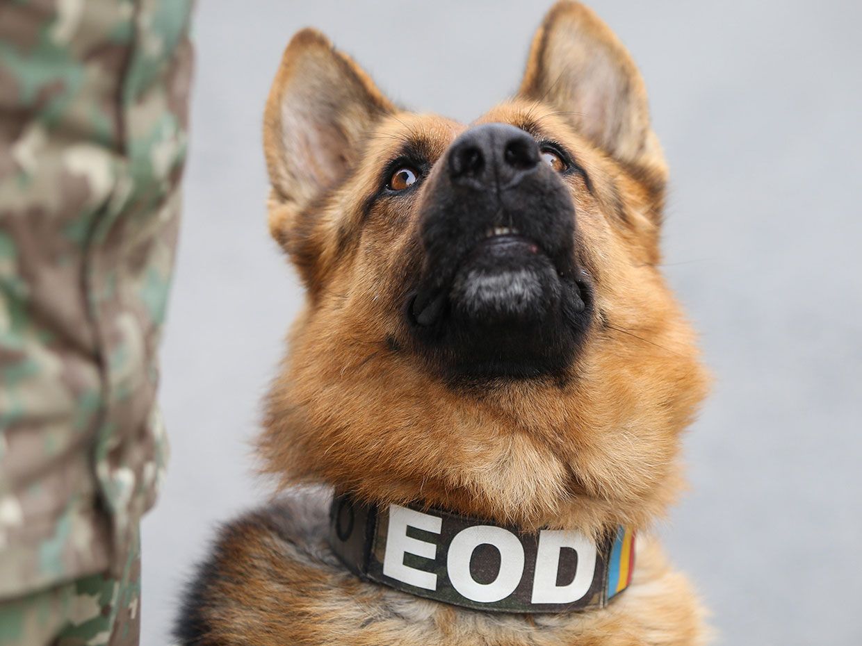 German shepherd army dog trained to detect explosives, together with his trainer