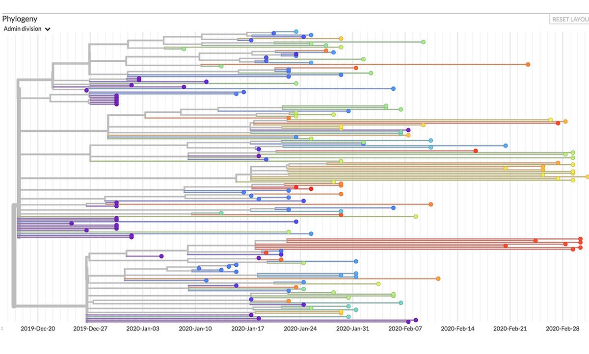 Graphic from Nextstrain showing the genomic epidemiology of novel coronavirus (HCoV-19) December 2019 to February 2020.