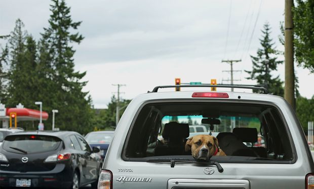 Image of a dog sticking his head out of the car window while stuck in a traffic jam.