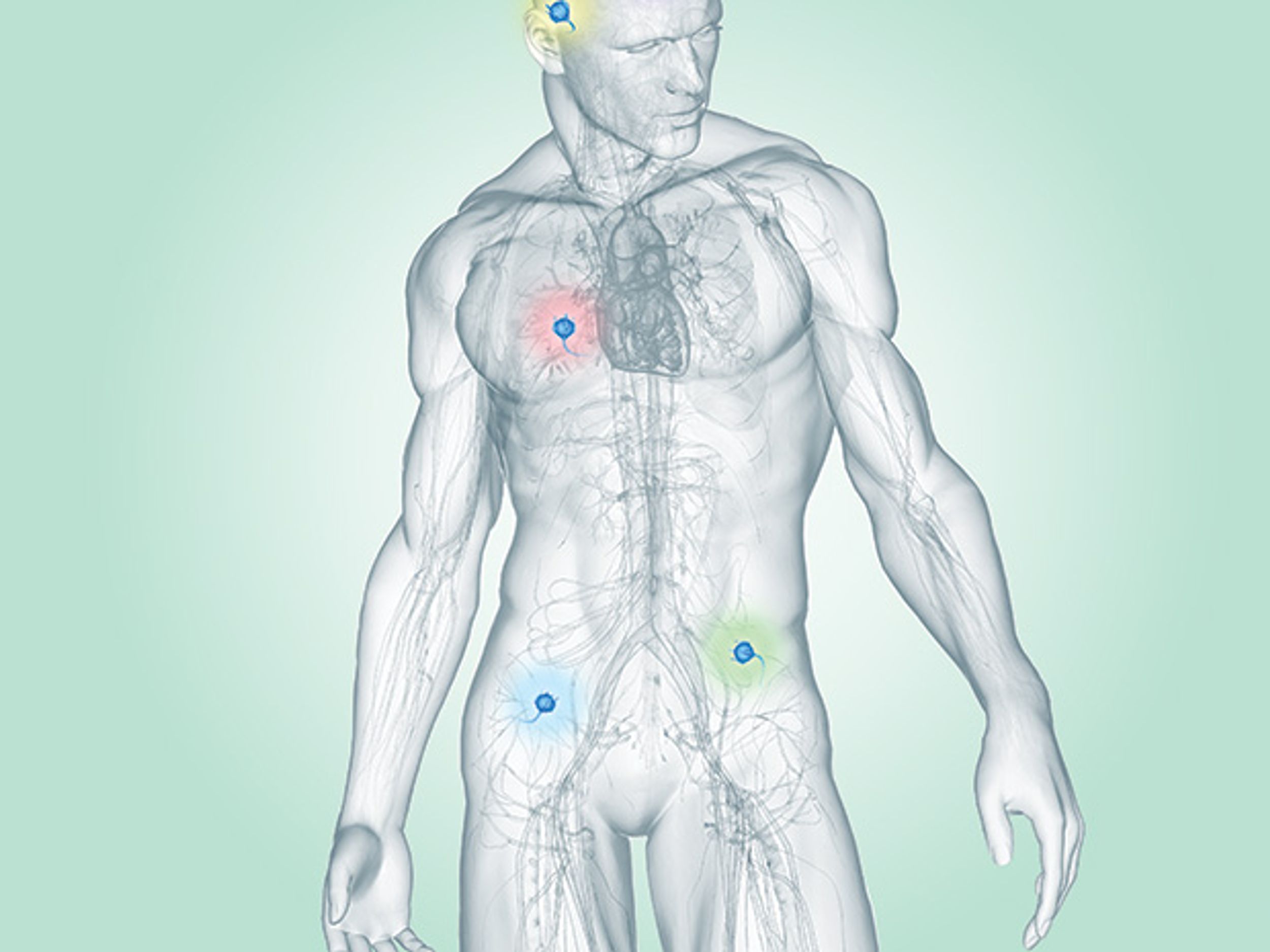 human body illustration by Bryan Christie Design