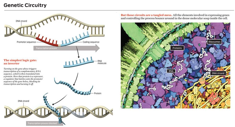 illustration, genetic circuitry