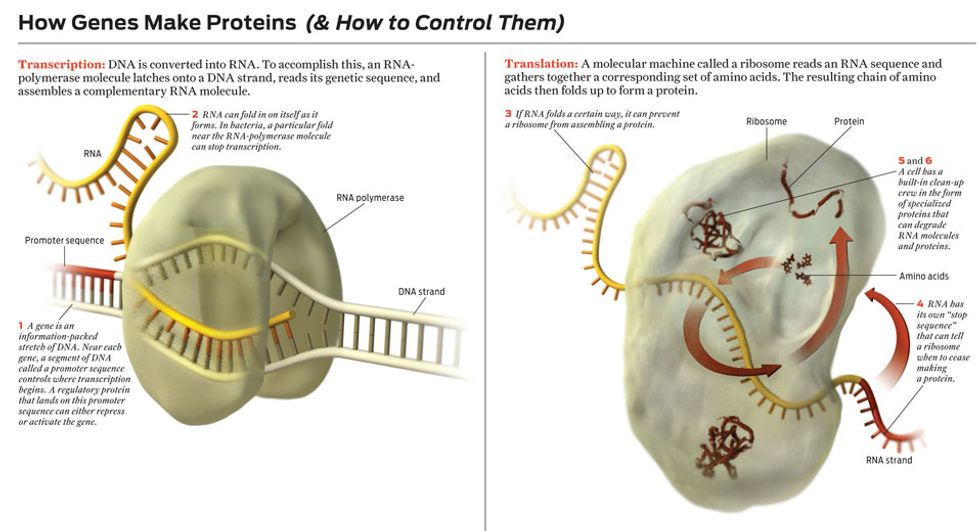 illustration, how genes make proteins