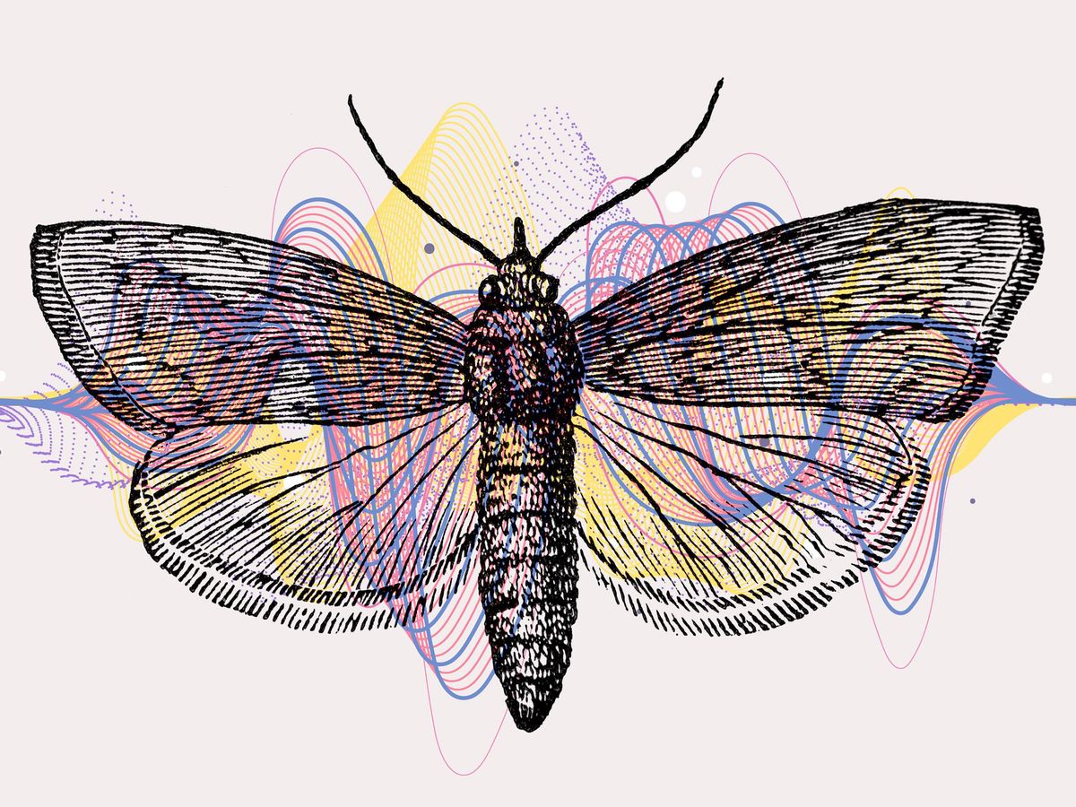 Illustration of a moth with waving lines around it.