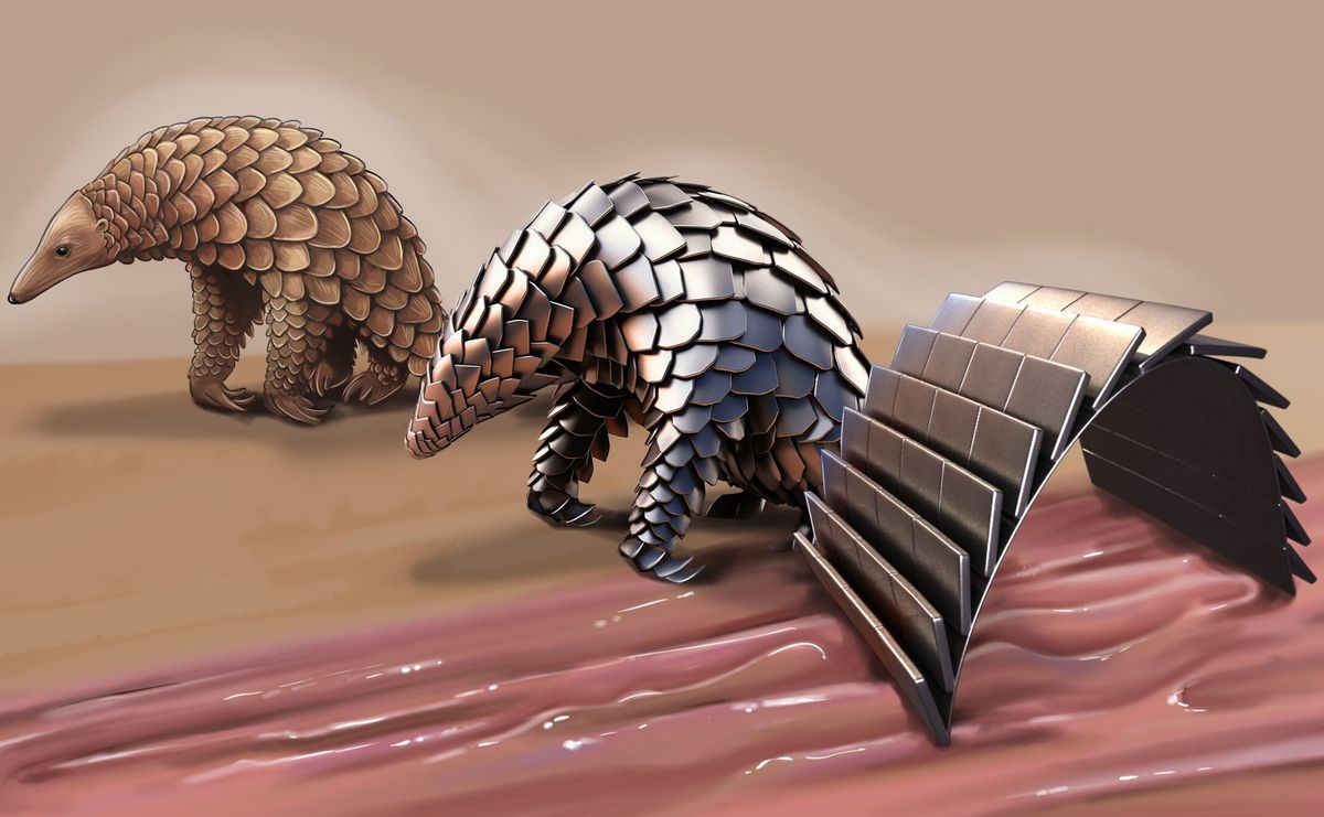 Illustration of a pangoliln (left), the pangolin-inspired bot (right) and a merging of the two for inspiration in the middle.
