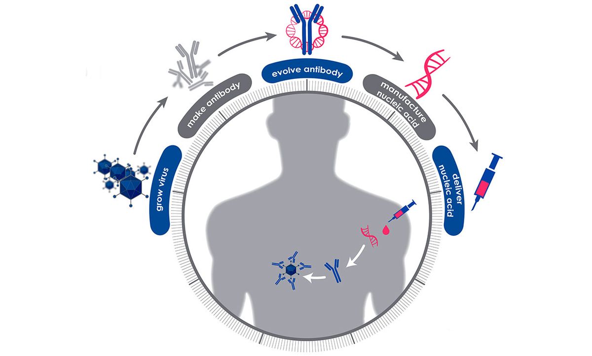 Illustration of DARPA's Pandemic Prevention Platform plan, to grow virus, make antibody, evolve antibody, manufacture nucleic acid, and deliver nucleic acid.