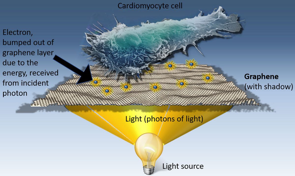 Illustration of how the opto-graphene stimulator works on a cardiomyocyte cell.