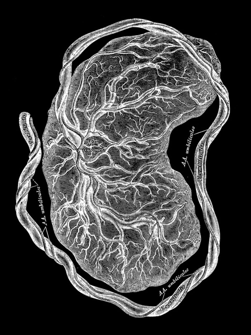 Illustration of Placenta
