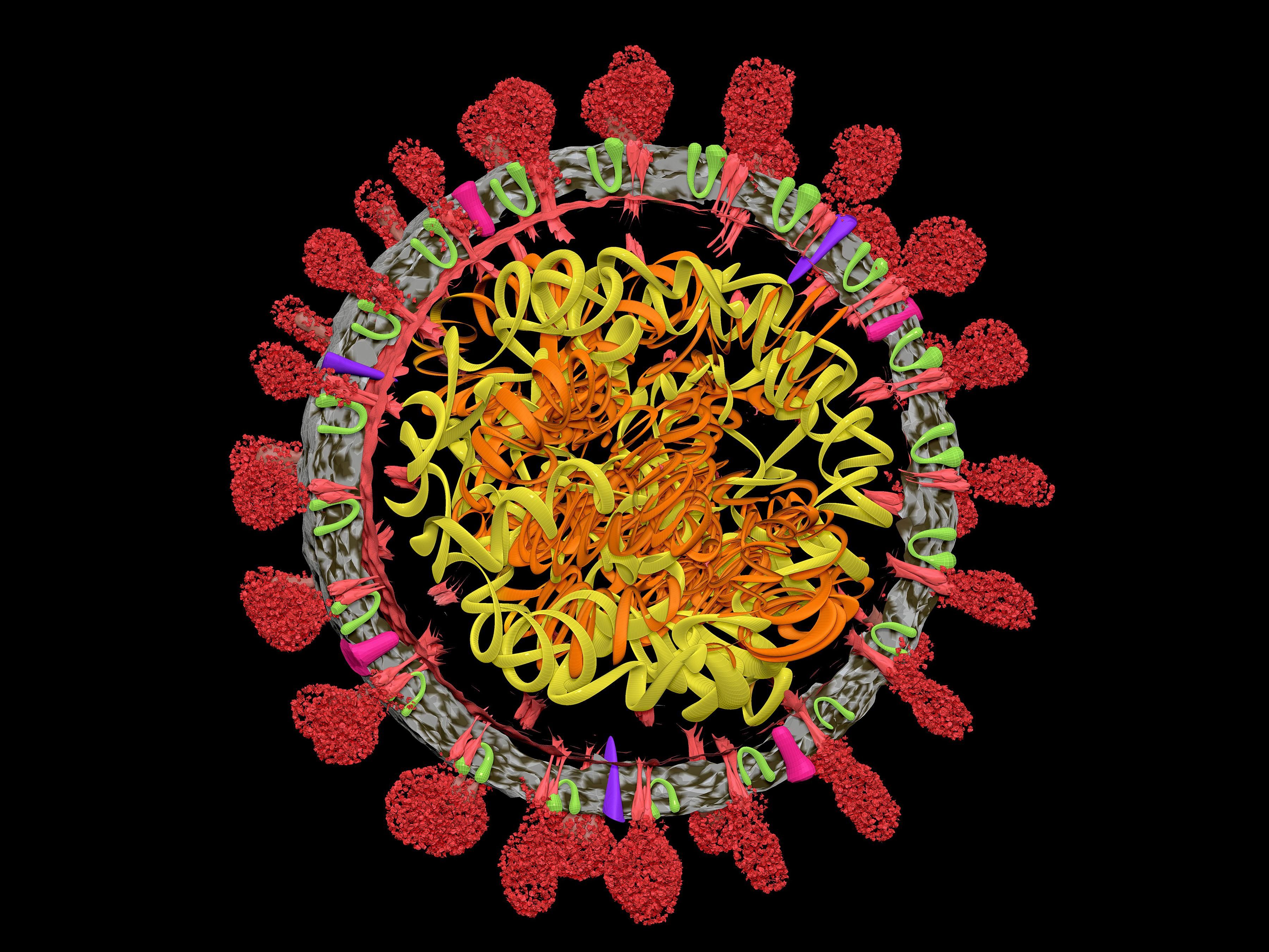 Illustration showing the structure of the SARS-CoV-2 virus particle. At the virus's core is its RNA (ribonucleic acid) genome (coils). Embedded in the viral envelope (grey) are spike proteins (red) that the virus uses to attach to and infect a host cell. 