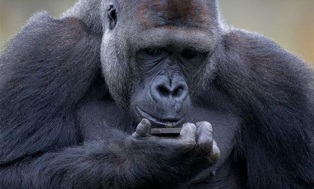 Image of a gorilla holding a cellphone.