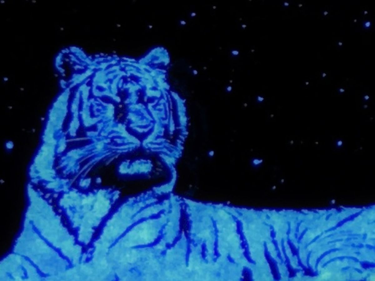 Image of a Tiger to help illustrate VueReal’s  4K micro-LED array at 6000 pp