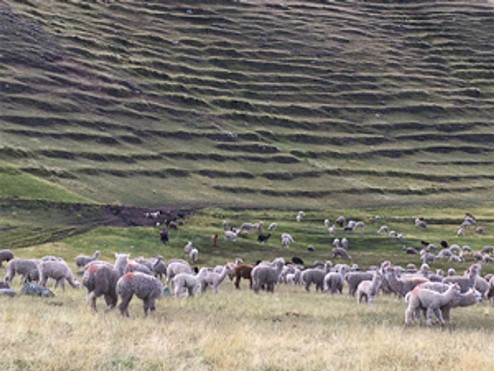 image of llamas and landscape