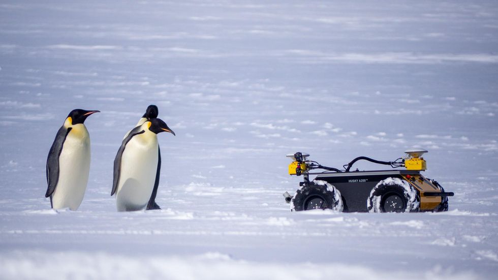 Image of penguins looking at a UGV robot in the snow.
