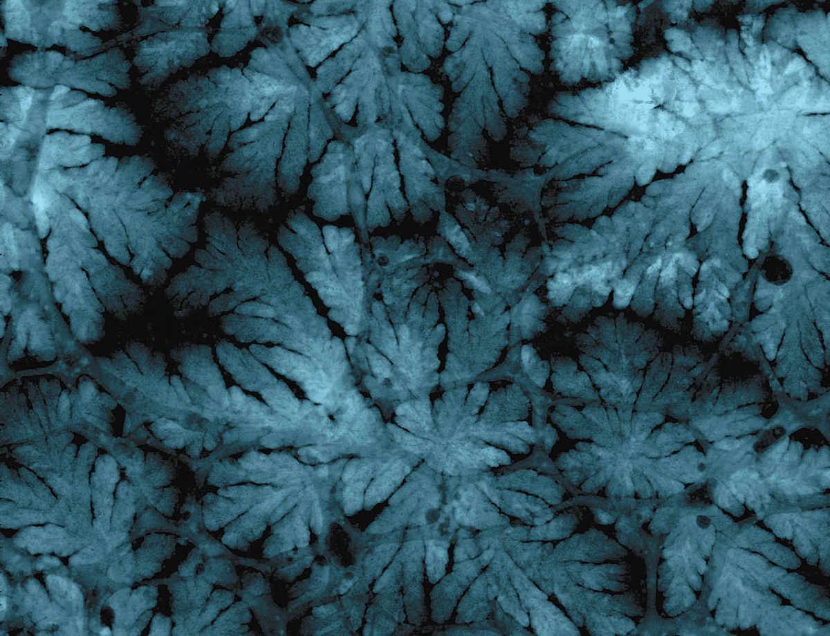 Image showing dendrites growing on the surface of the electrode