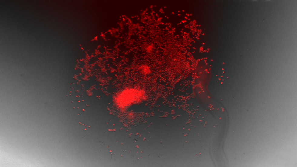 Image shows large group of stem cells illuminated with red fluorescence.