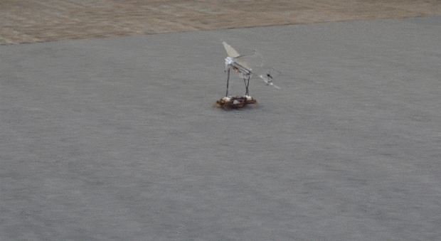 Robotic Cockroach Launches Robotic Bird Off of Its Back
