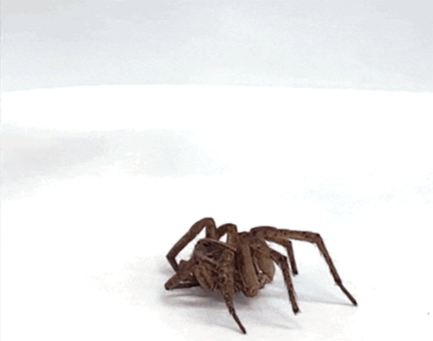 Animated gif of a dead spider attached to a syringe picking up another dead spider