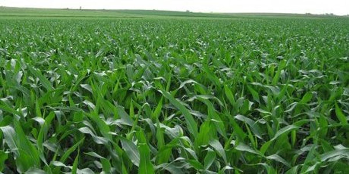 Ethanol Subsidies: The Non-Issue in Iowa Caucuses