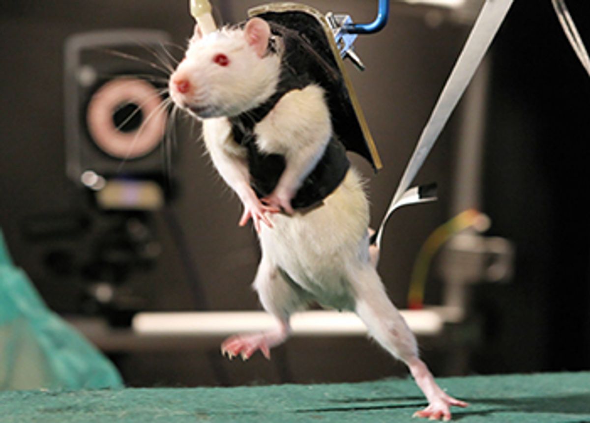Rats with Severed Spines Walk, Run, Climb Stairs and Eat Chocolate