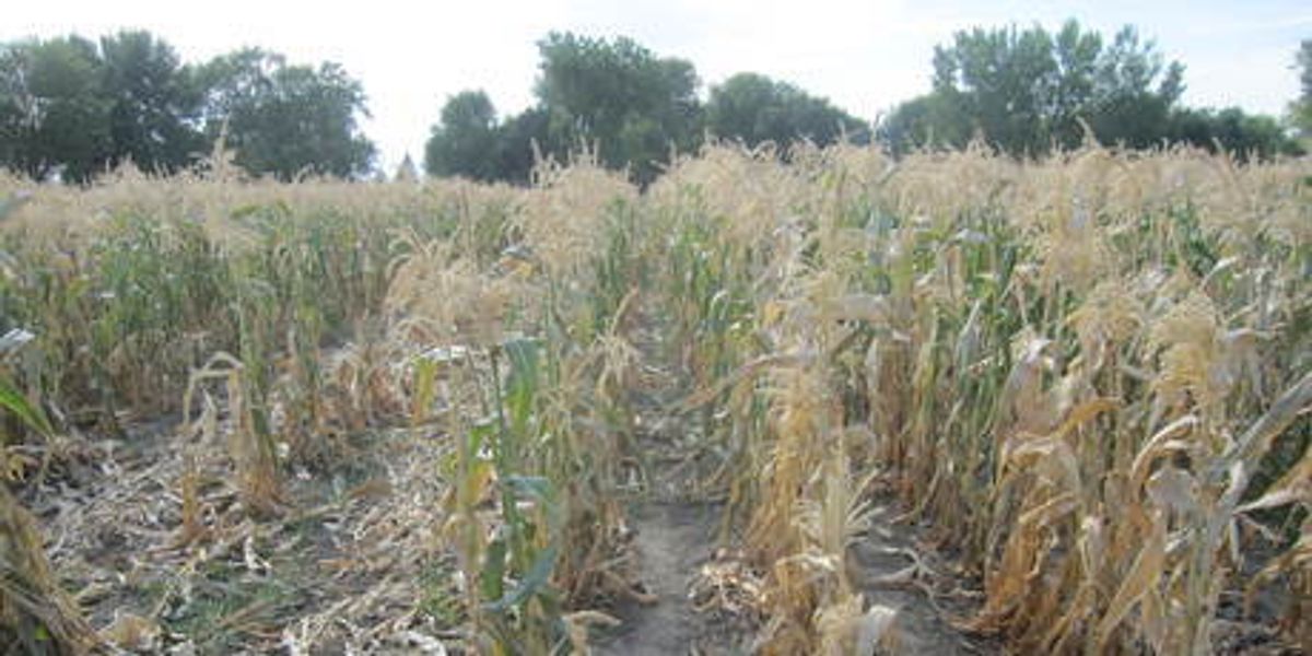 U.S. Drought Calls Corn Ethanol Mandate Into Question
