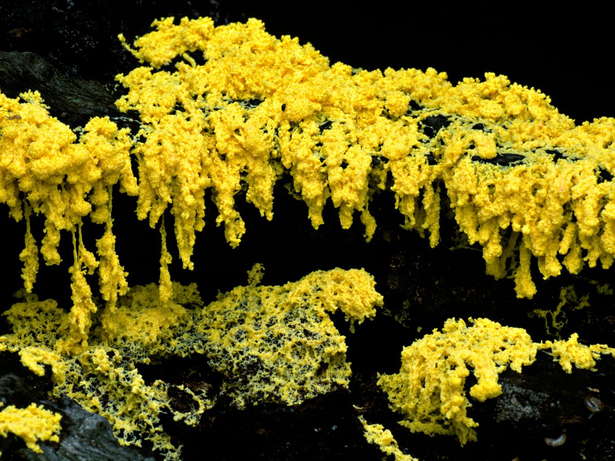 Is Slime Mold Smarter Than a Roomba?