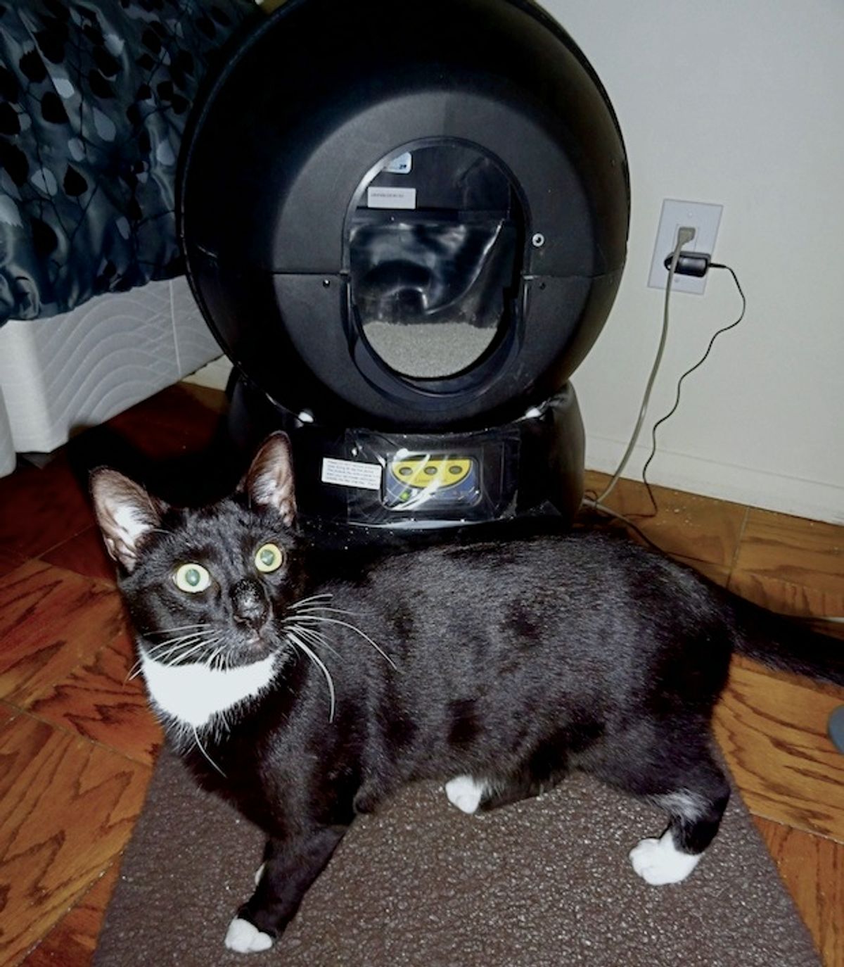 Our Cats Test the LRII Robotic Litter Box: A Paws-On Review