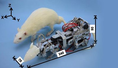 Rat Robot Beats on Live Rats to Make Them Depressed - IEEE Spectrum