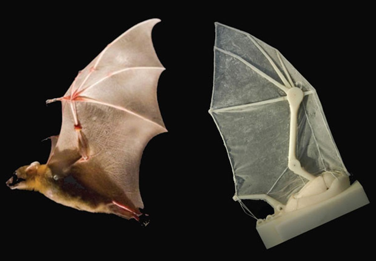 Bat Wing Robot Helping Us Figure Out Why Bats Are Awesome