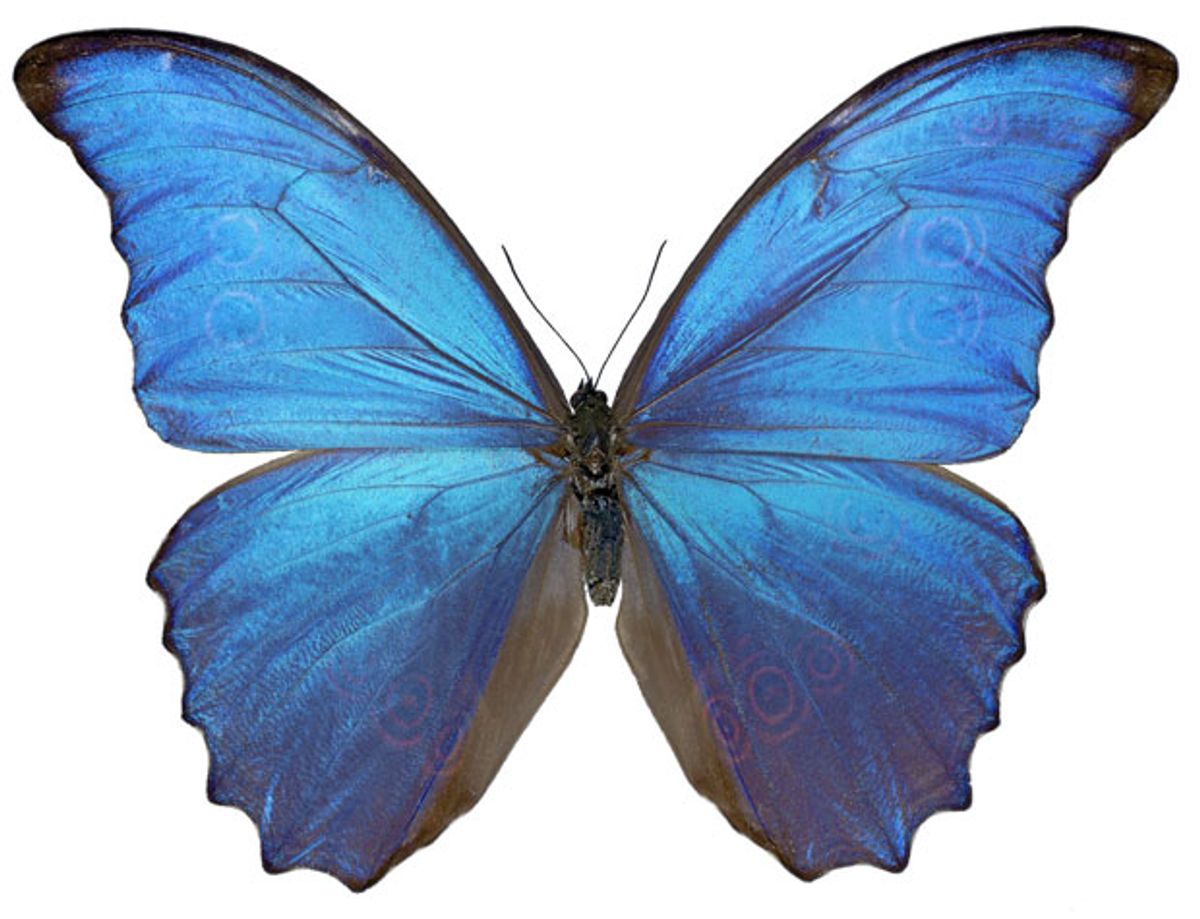 Nanostructures of Butterfly Wings Lead to Anti-counterfeiting Technique
