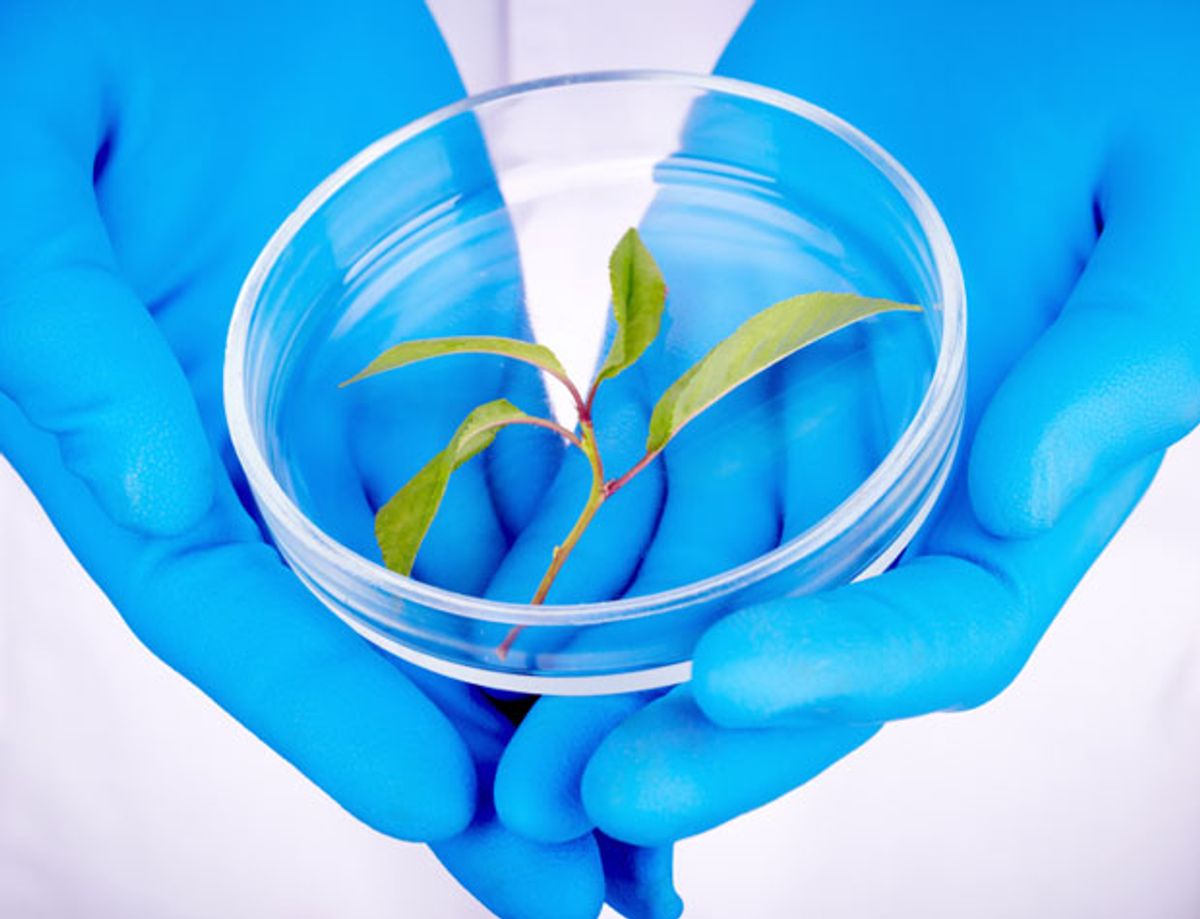 Sun Catalytix "Artificial Leaf" Can Heal Itself
