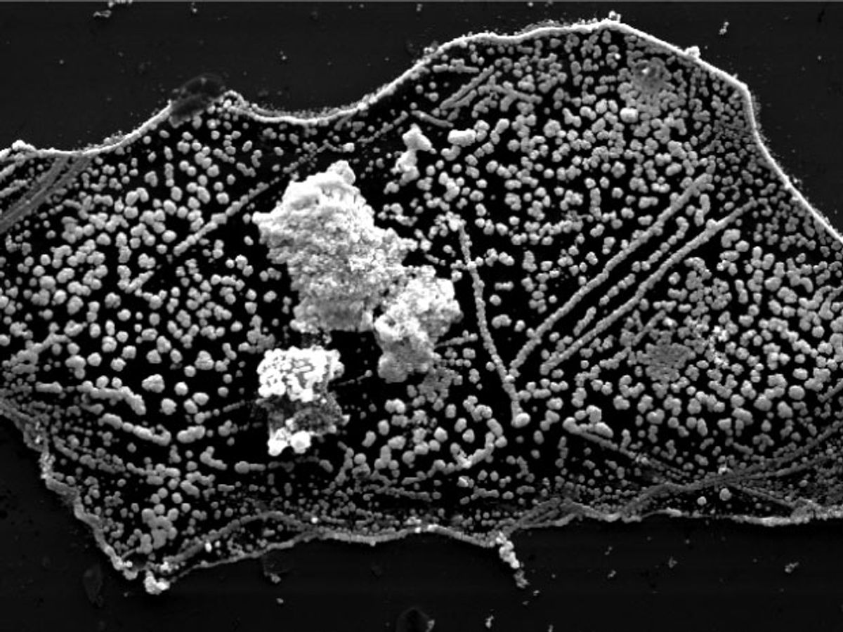 Gold Nanoparticles Make Molybdenum Disulfide Extra Special