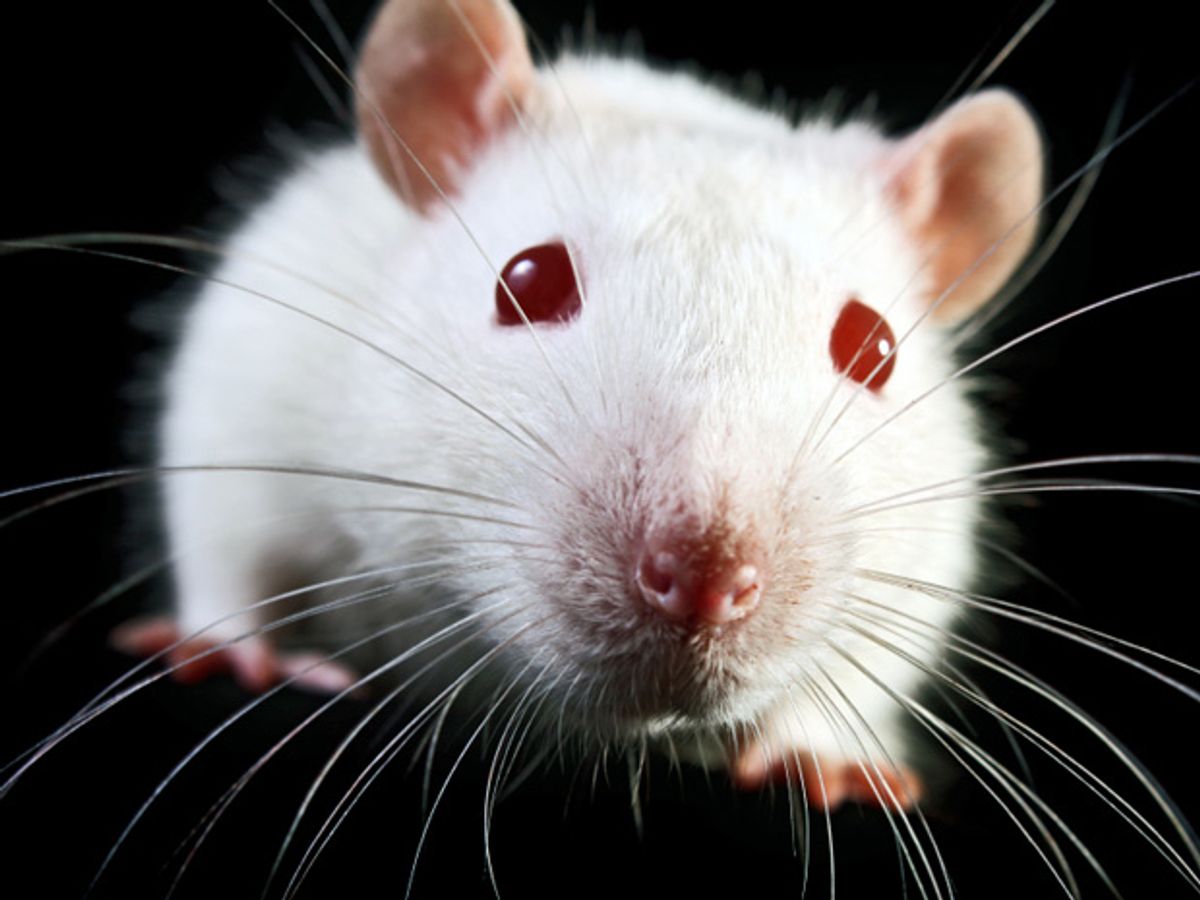 Deep Brain Stimulation Improves Paralyzed Rat's Gait