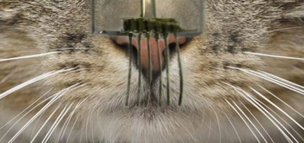 Next Generation Robotic Whiskers Promise New Capabilities, More Cuteness