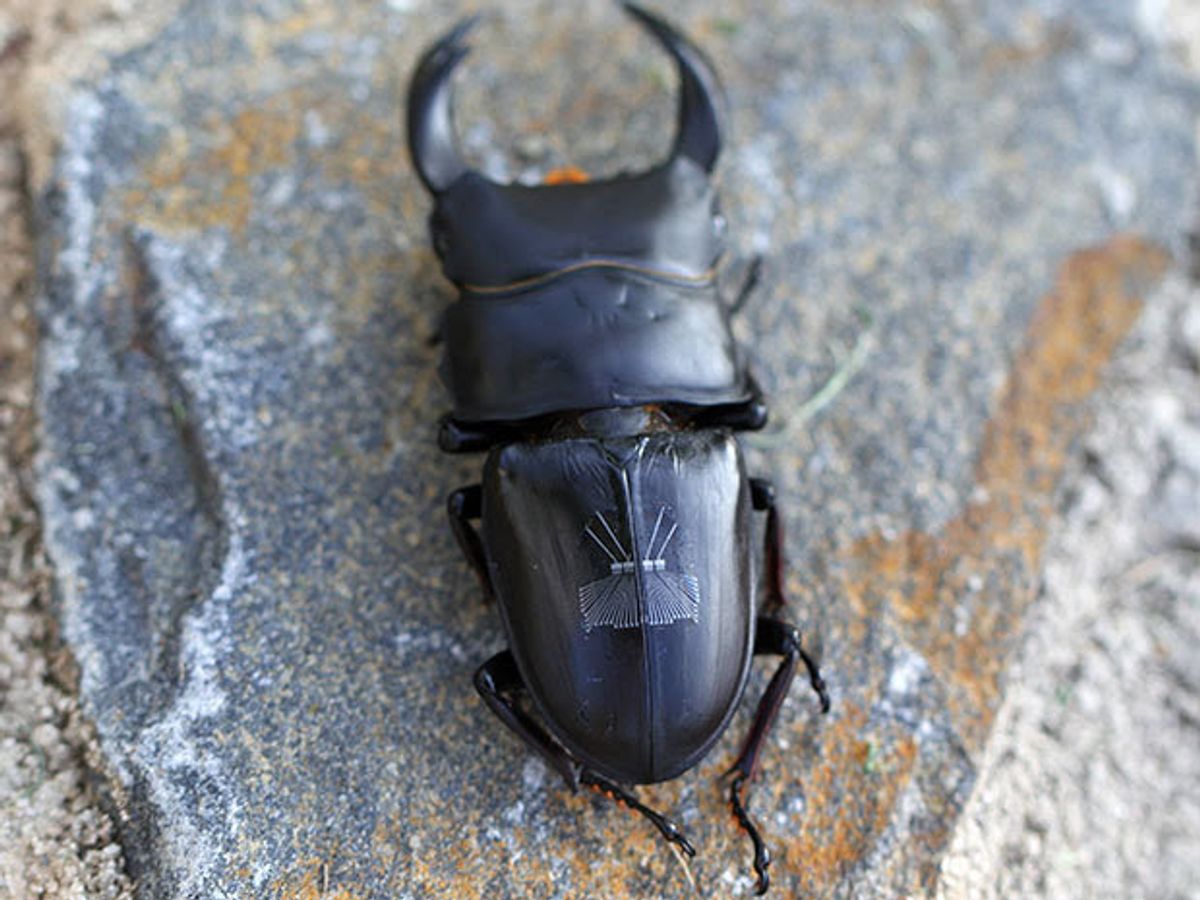 Cyborg Beetles Detect Nerve Gas