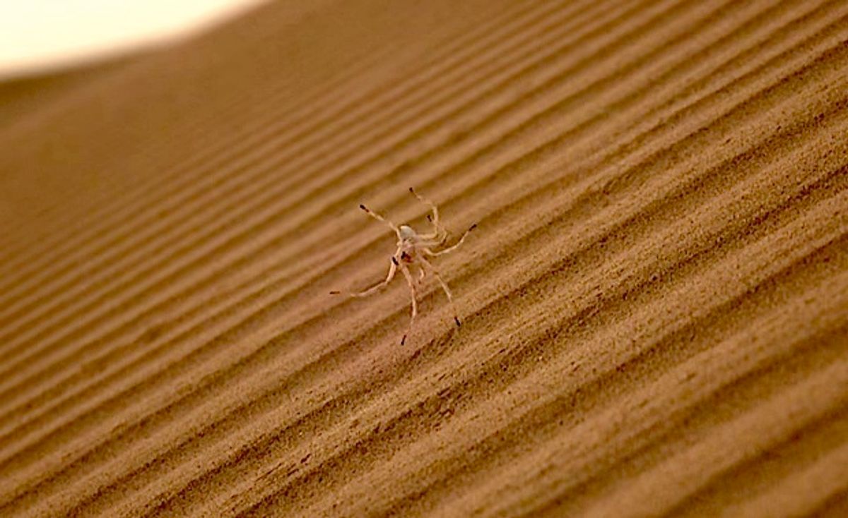 Cartwheeling Spider Robots Conquer Sand Dunes