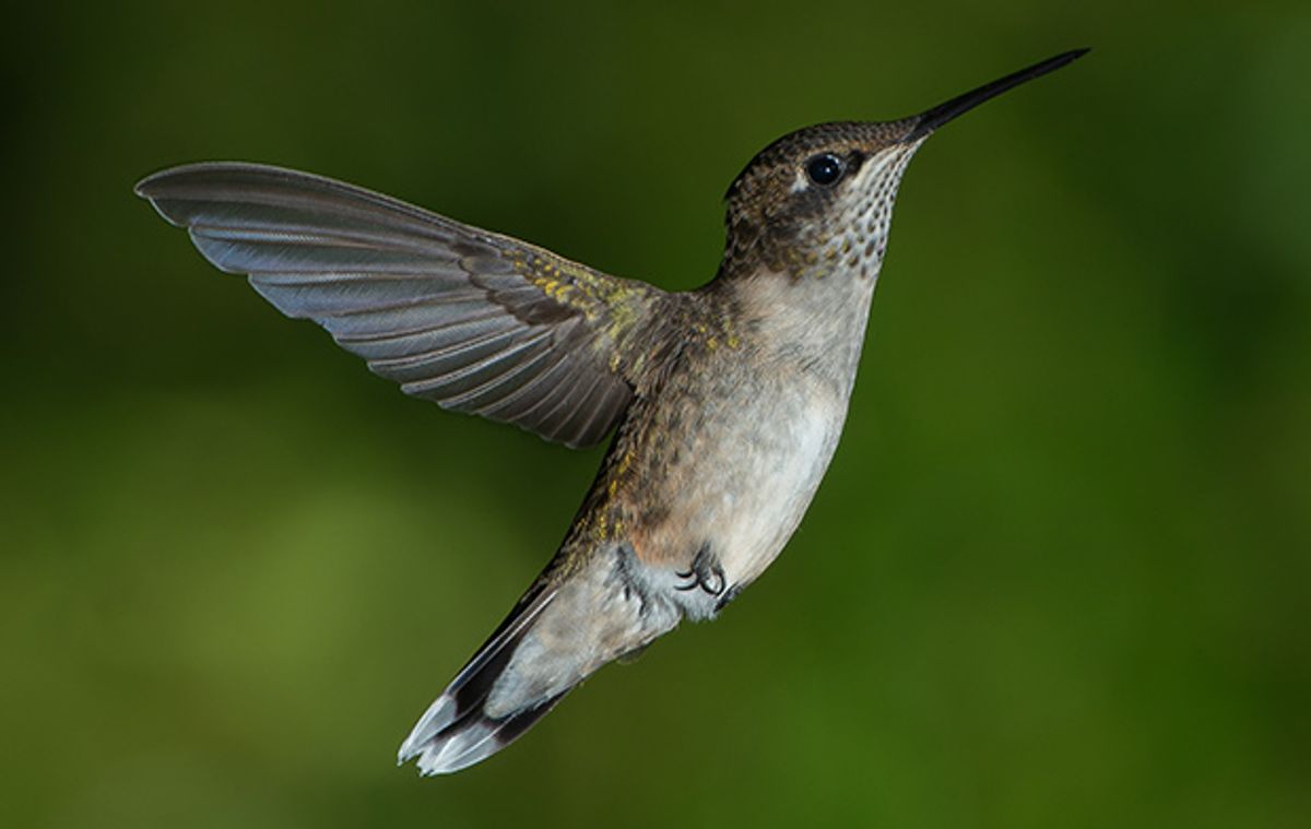 Hummingbirds vs. Micro UAVs: Who's the Best Flyer?