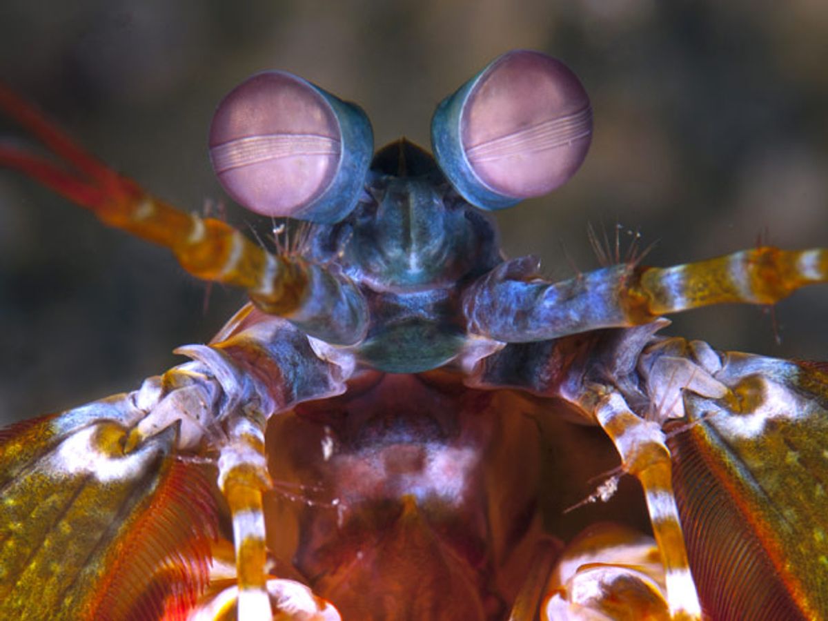 Mantis Shrimp Eyes Inspire Cameras to See Cancer