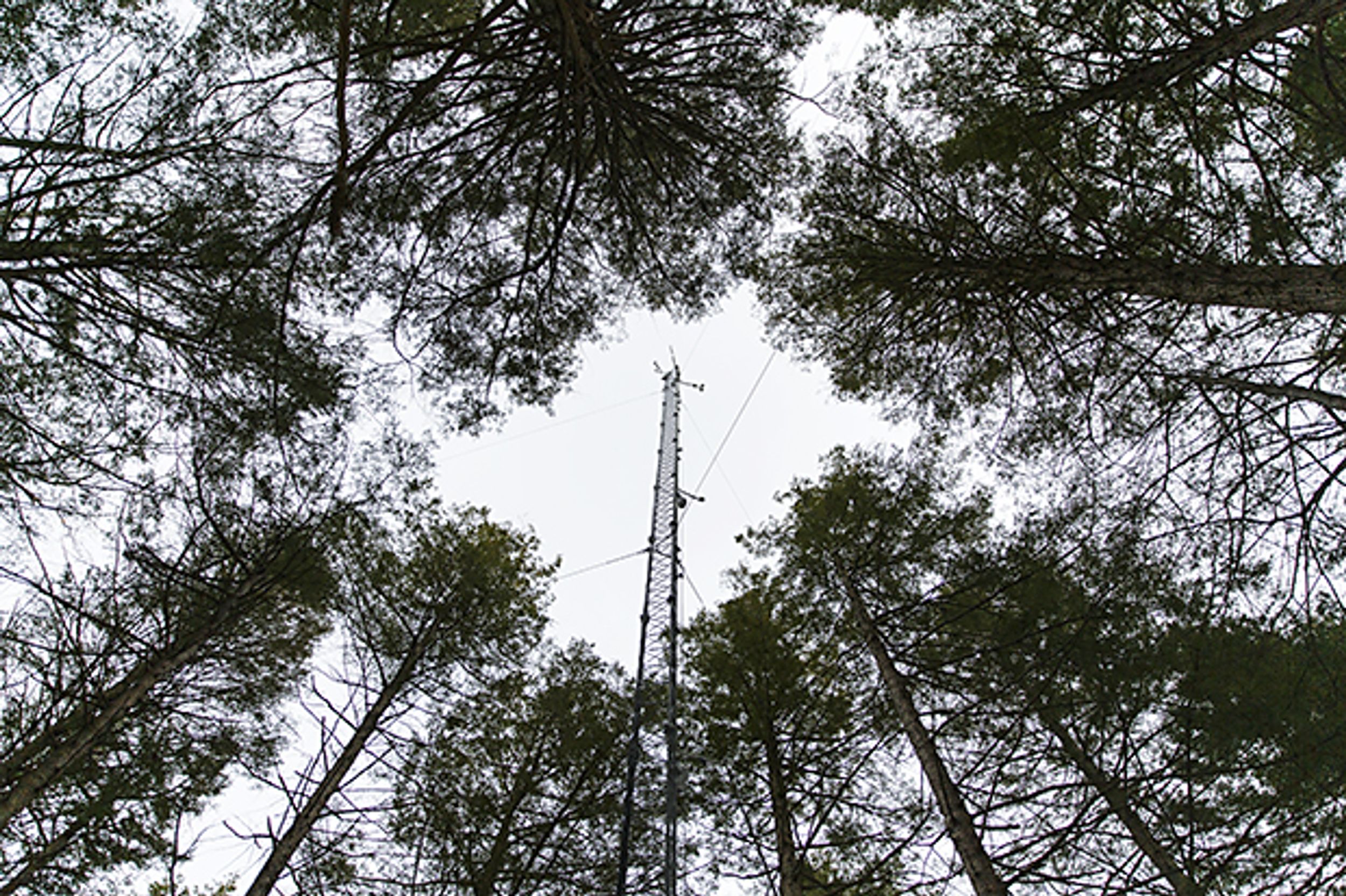 A Web of Sensors Enfolds an Entire Forest to Uncover Clues to Climate Change