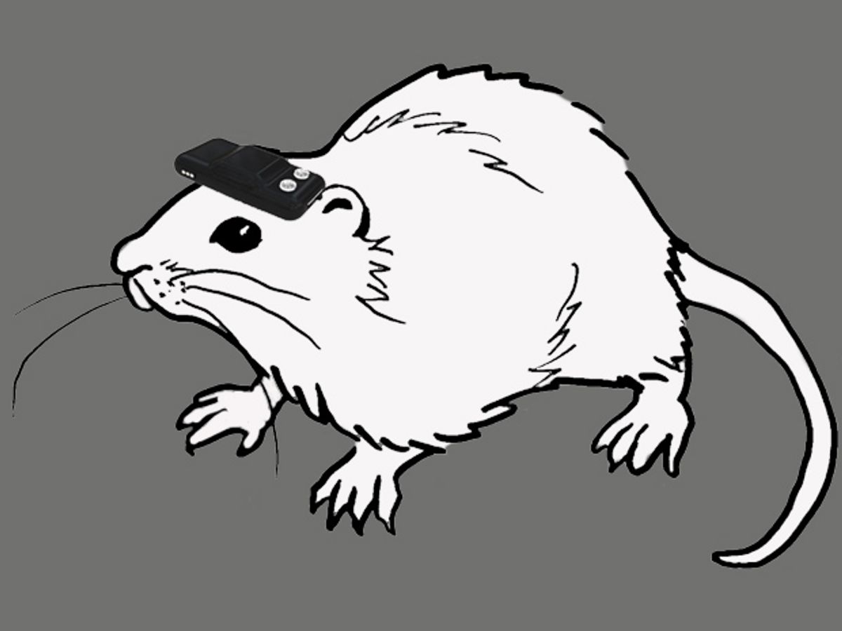 With Compass Hooked to the Brain, Blind Rats Act Like They Can See