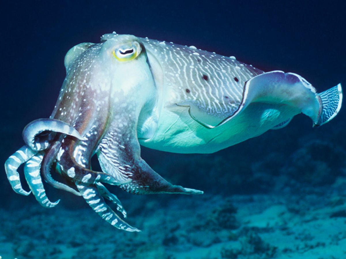 New Material Can Change Its Color and Texture Like a Cuttlefish