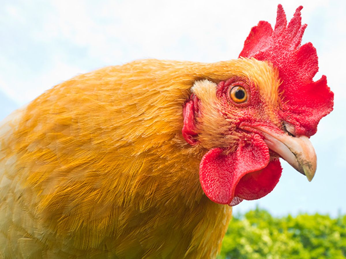 Carbon Nanotubes Too Expensive? Try Chicken Feathers