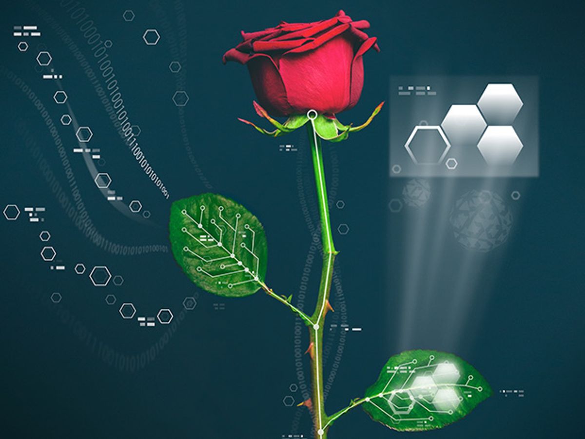 Rewired Rose Plant Becomes Living Cyborg