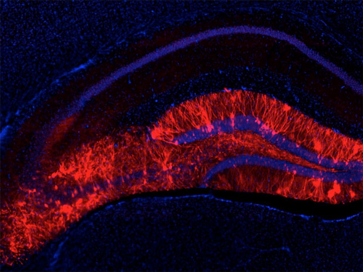 Using Light to Activate a Mouse’s Happy Memory Protects It from Stress