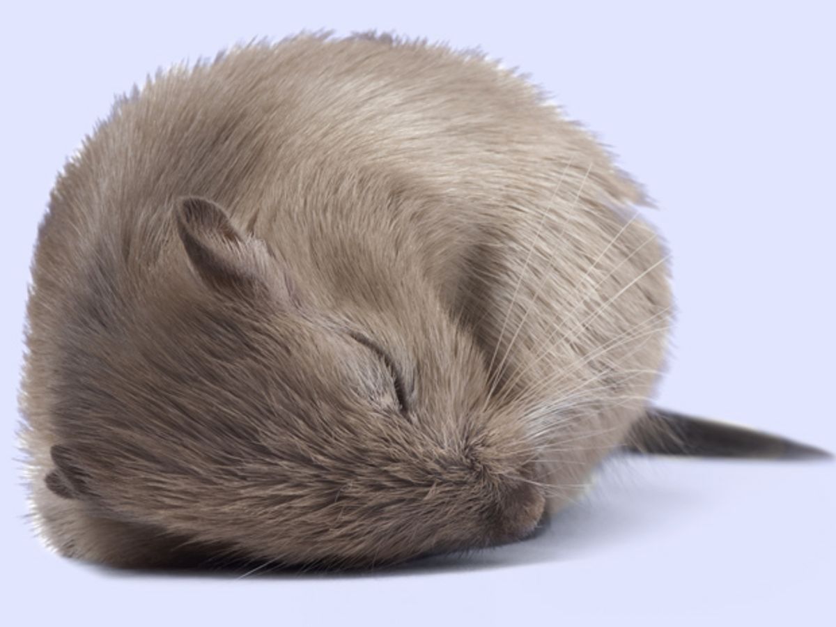 How to Insert a Memory Into the Brain of a Sleeping Mouse