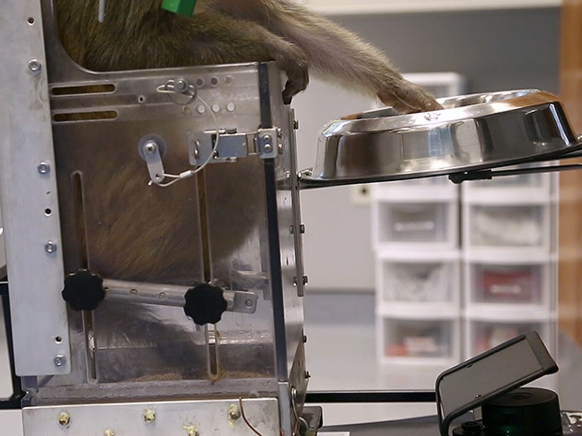 Monkeys Navigate a Wheelchair With Their Thoughts