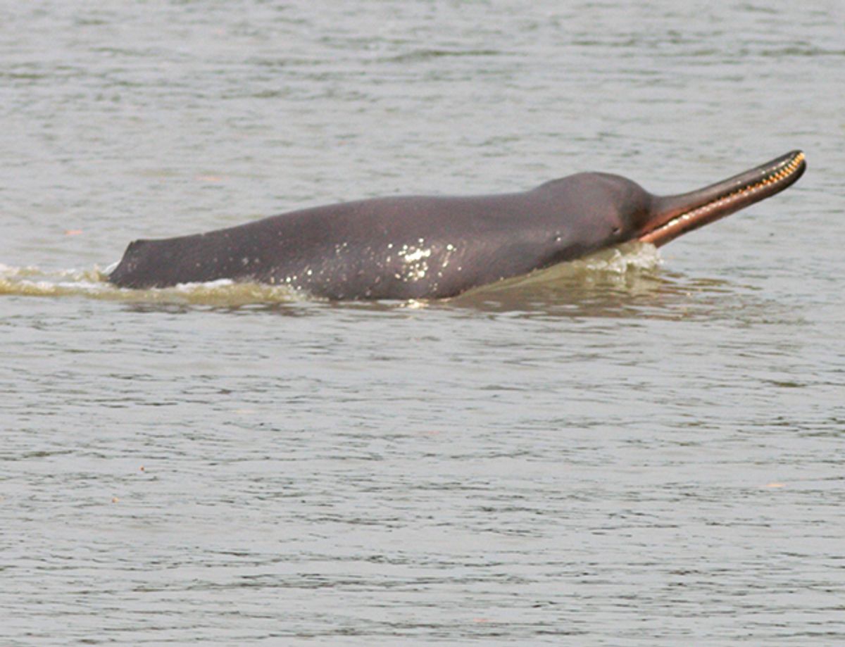 Engineers to the Rescue! The Ultrasonic Mission to Save the Ganges River Dolphin
