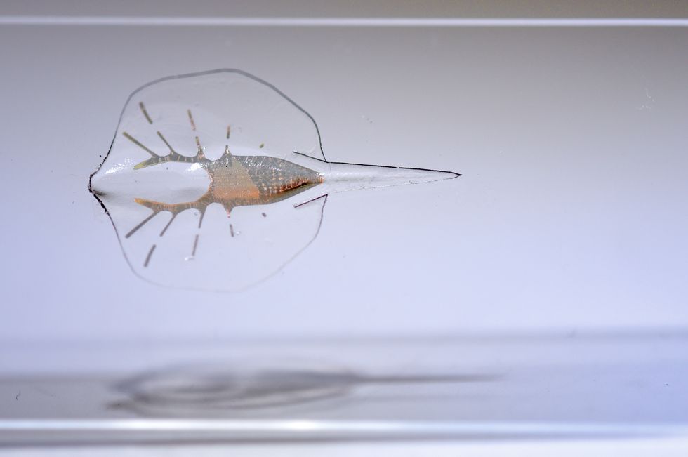 Genetically Engineered Rat Cells Make This Robot Stingray Swim