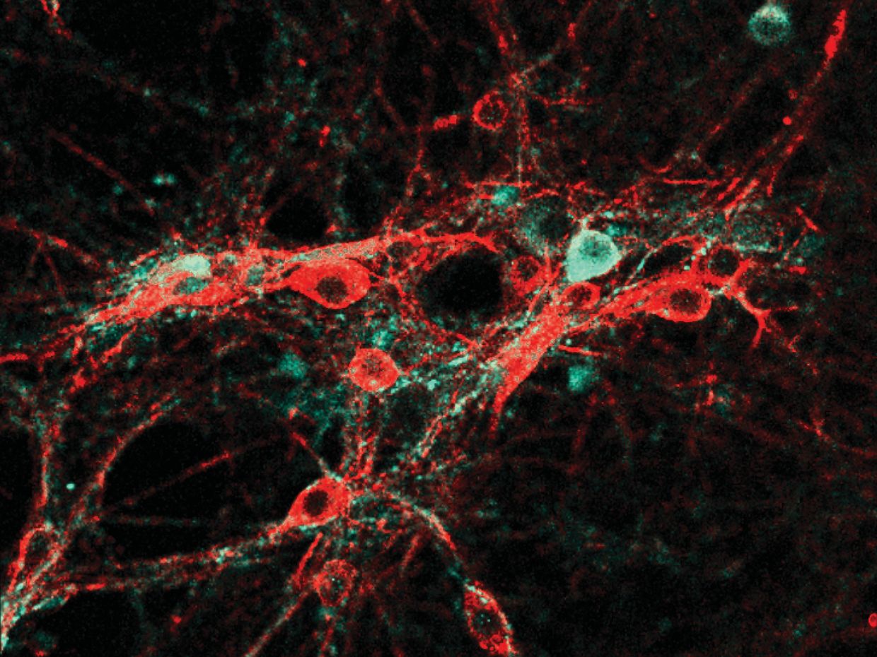 Single-layer graphene (SLG) increases neuronal firing by altering membrane-associated functions in cultured cells.